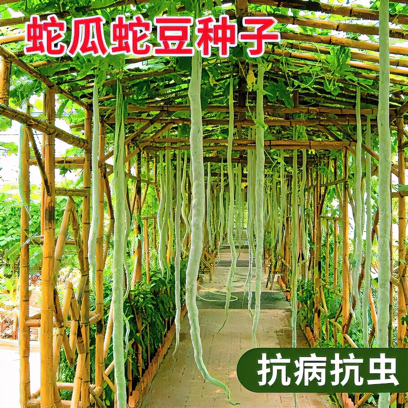 蛇豆种子特大号蛇瓜蛇形长豆角四季易种高产阳台庭院盆栽蔬菜种子