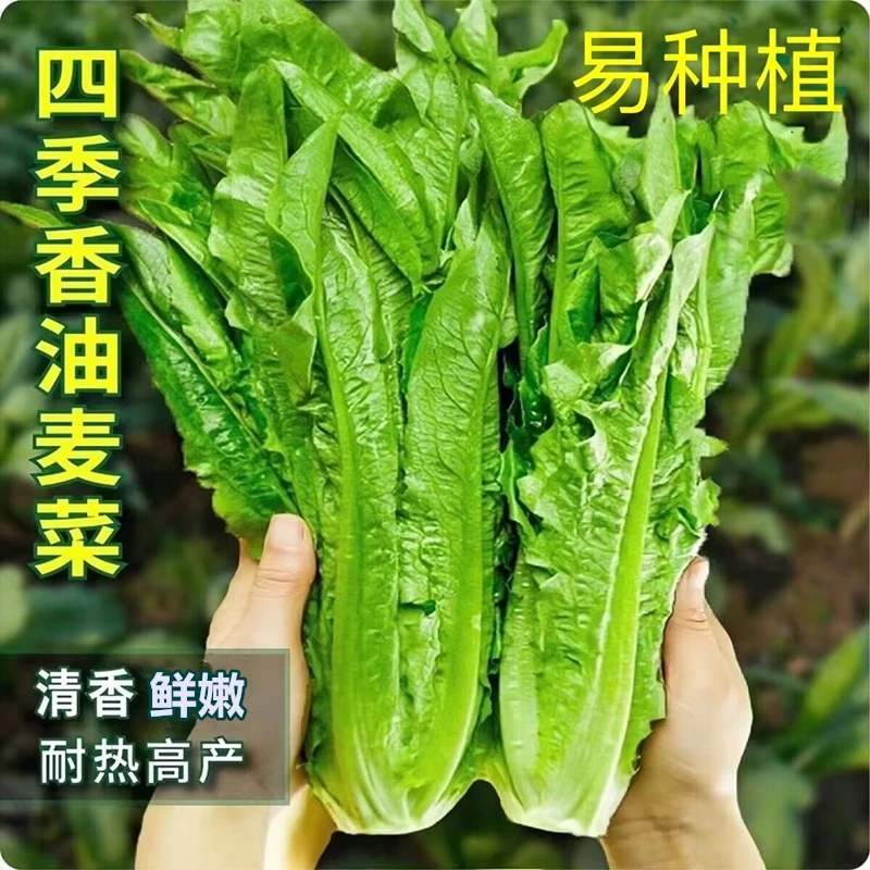 油麦菜种子米香味甜脆鲜嫩四季耐寒耐热高产庭院阳台盆栽蔬菜种子