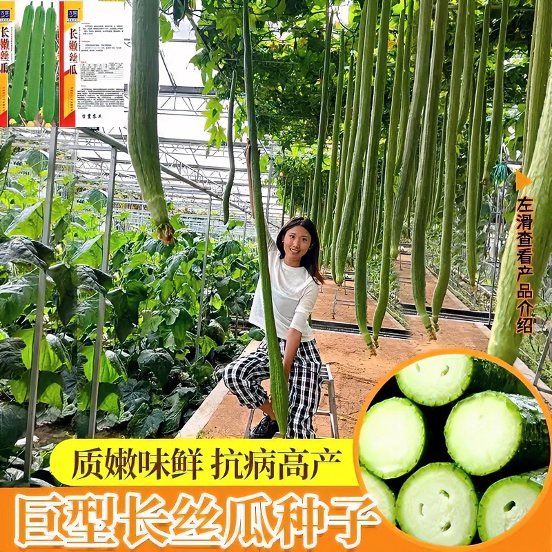 特长丝瓜种子高产早熟蛇形丝瓜种子小院蔬菜可盆栽丝瓜肉丝瓜种籽
