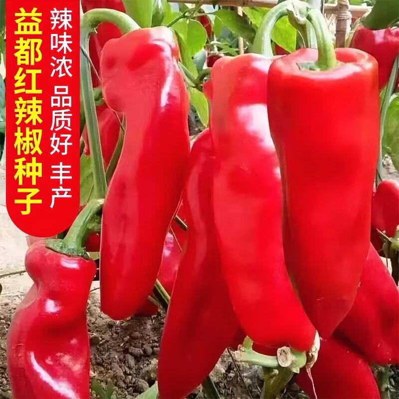 益都红辣椒种子正品批发原种特辣高产早熟薄皮肉多可盆栽蔬菜种子