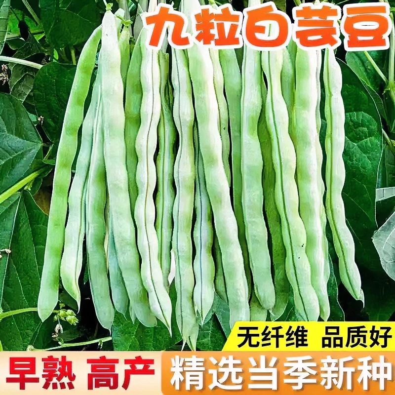 九粒白芸豆种子摘不败九粒白豆角早熟高产春秋季四季豆角大田种子