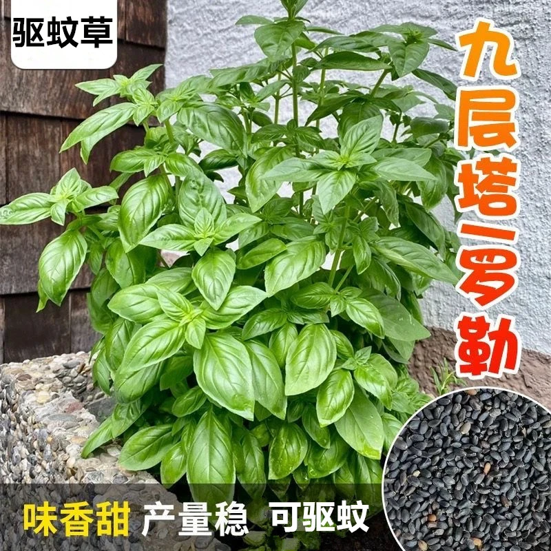 驱蚊草盆栽种子薄荷叶绿罗勒九层塔可驱蚊防虫四季阳台盆栽种子