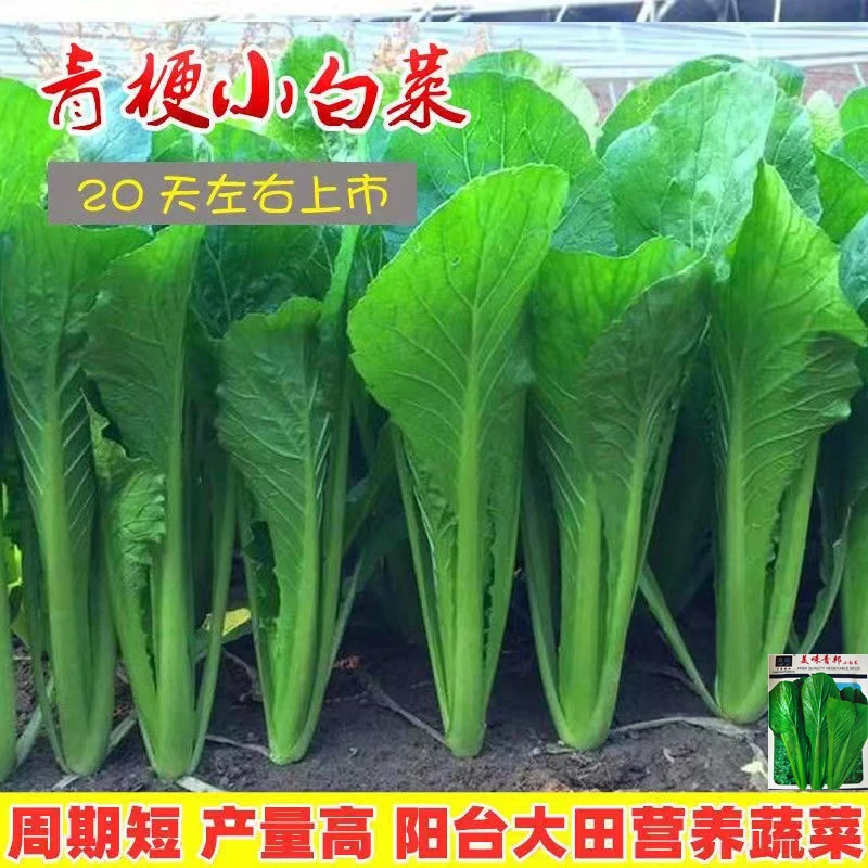 青梗小白菜种子四季速生耐热耐寒高产小白菜阳台盆栽易播蔬菜种子
