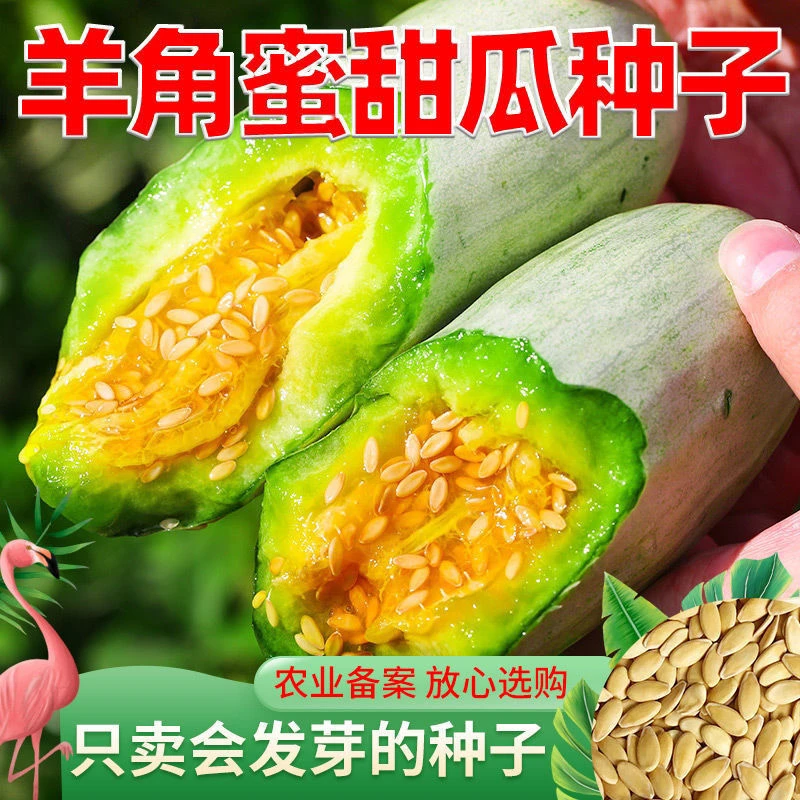羊角蜜甜瓜种子超甜花皮特酥冰糖子香瓜四季高产庭院大田水果种子