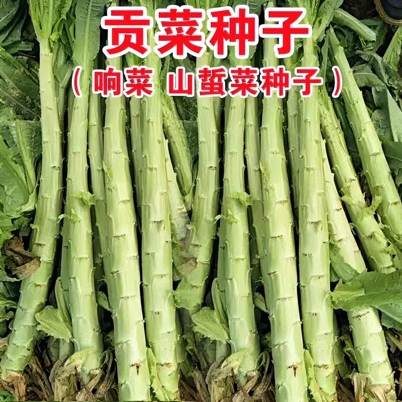 贡菜种子正宗响菜籽脆爽耐寒四季高产可盆栽山蛰菜耐高温蔬菜种子