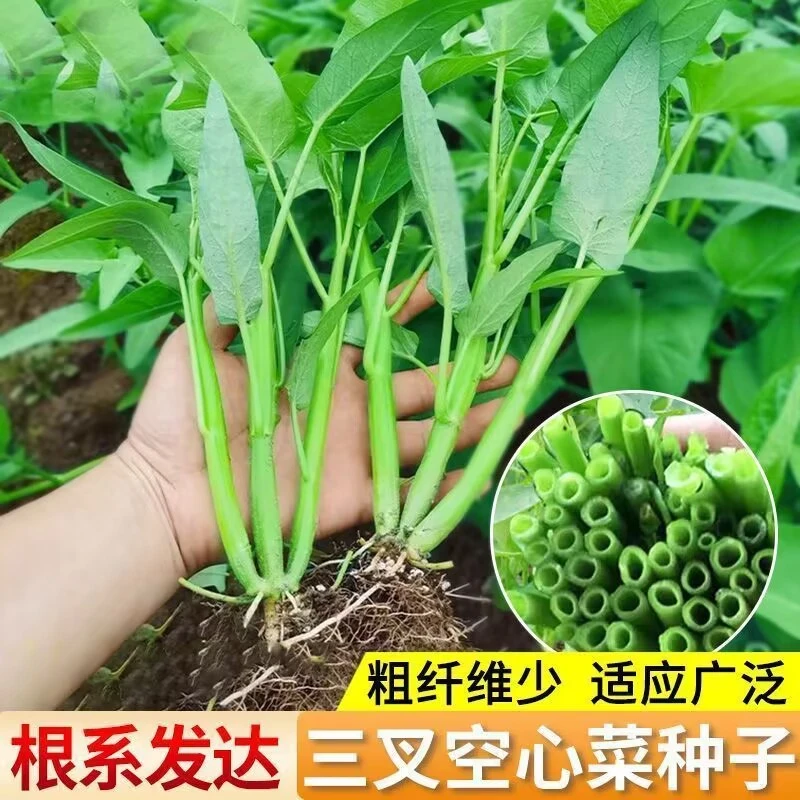 三叉空心菜种子正宗通心菜四季高产易种植可水培阳台盆栽蔬菜种子
