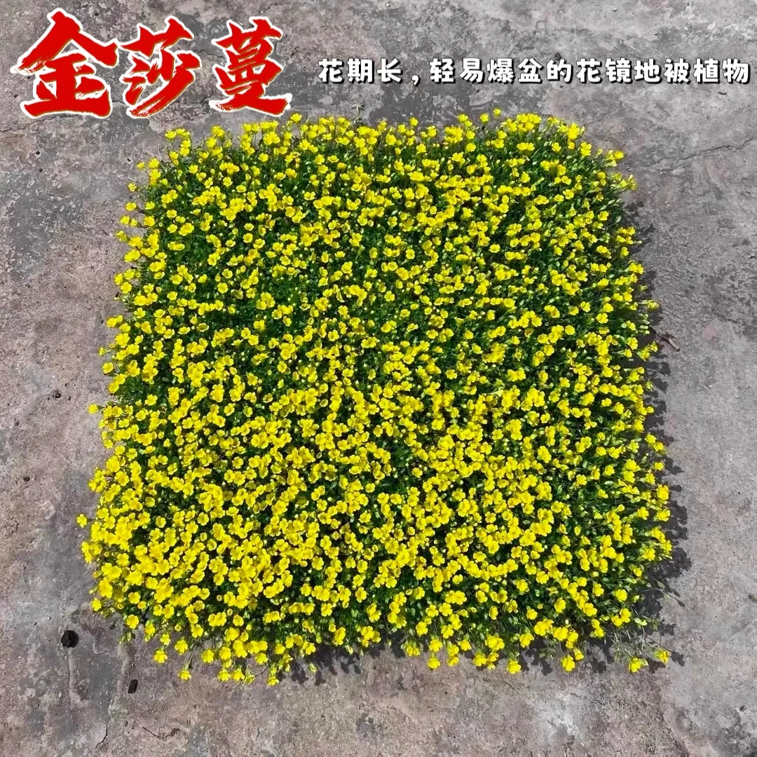 金莎蔓花镜地被植物耐寒耐晒耐踩盆栽黄金草阳台庭院花园造景种植