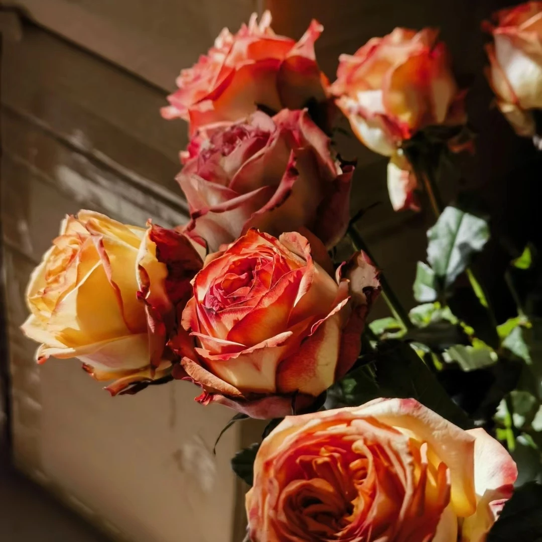 【城市花园】丰花勤花复色阳台灌木月季