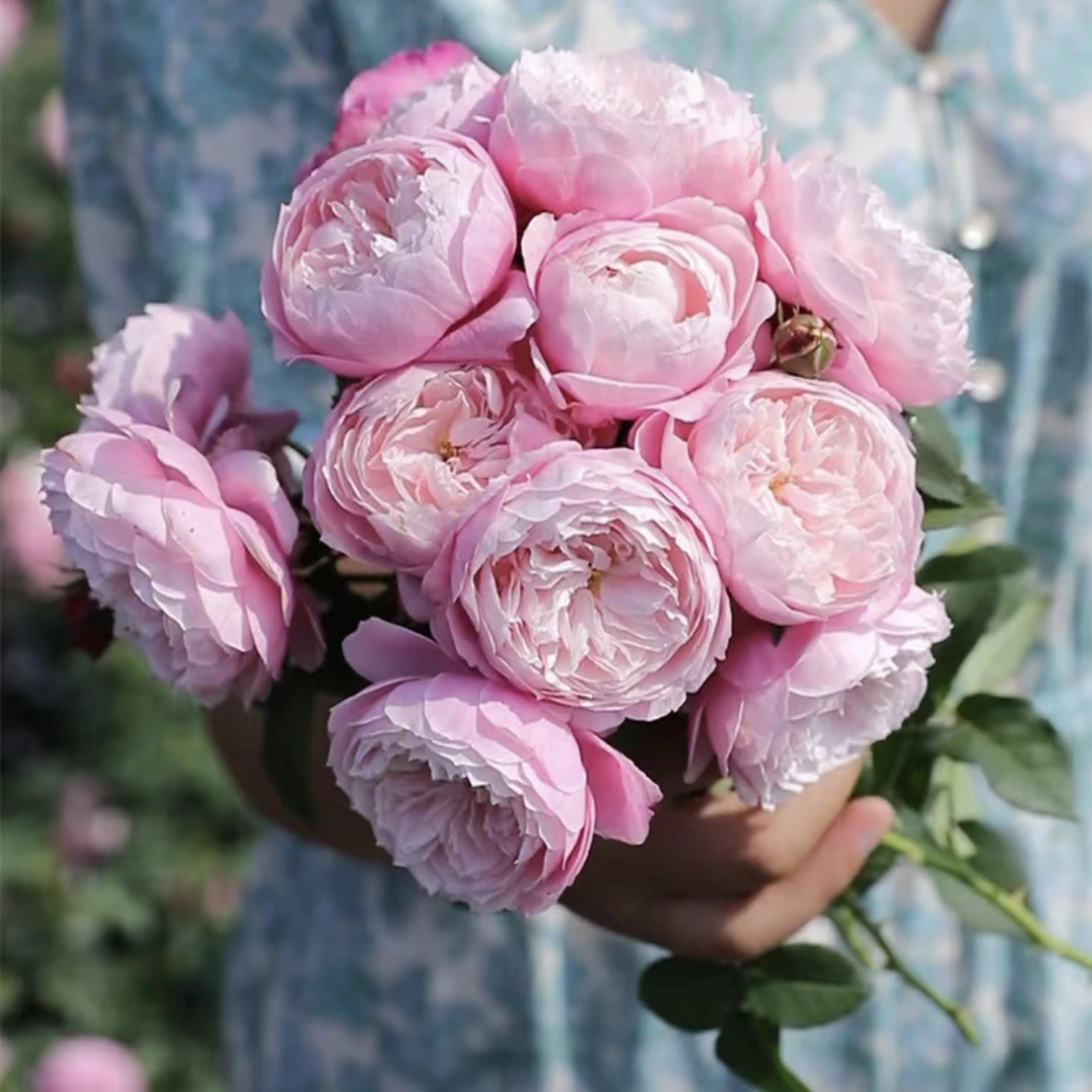 【羽毛】大花浓香粉色阳台庭院月季玫瑰花卉