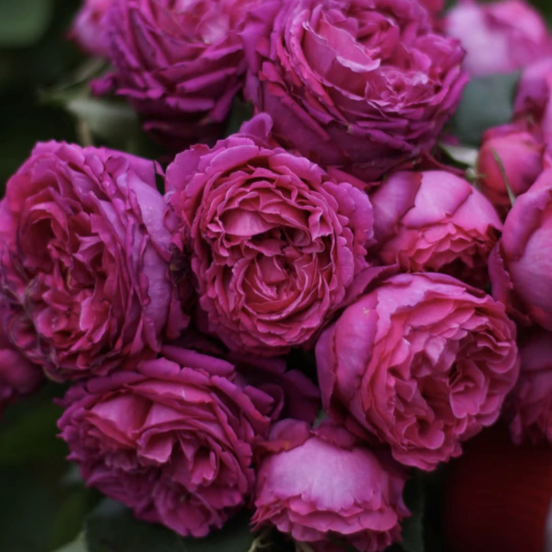 【伊芙芳香花园】灌木浓香月季花卉
