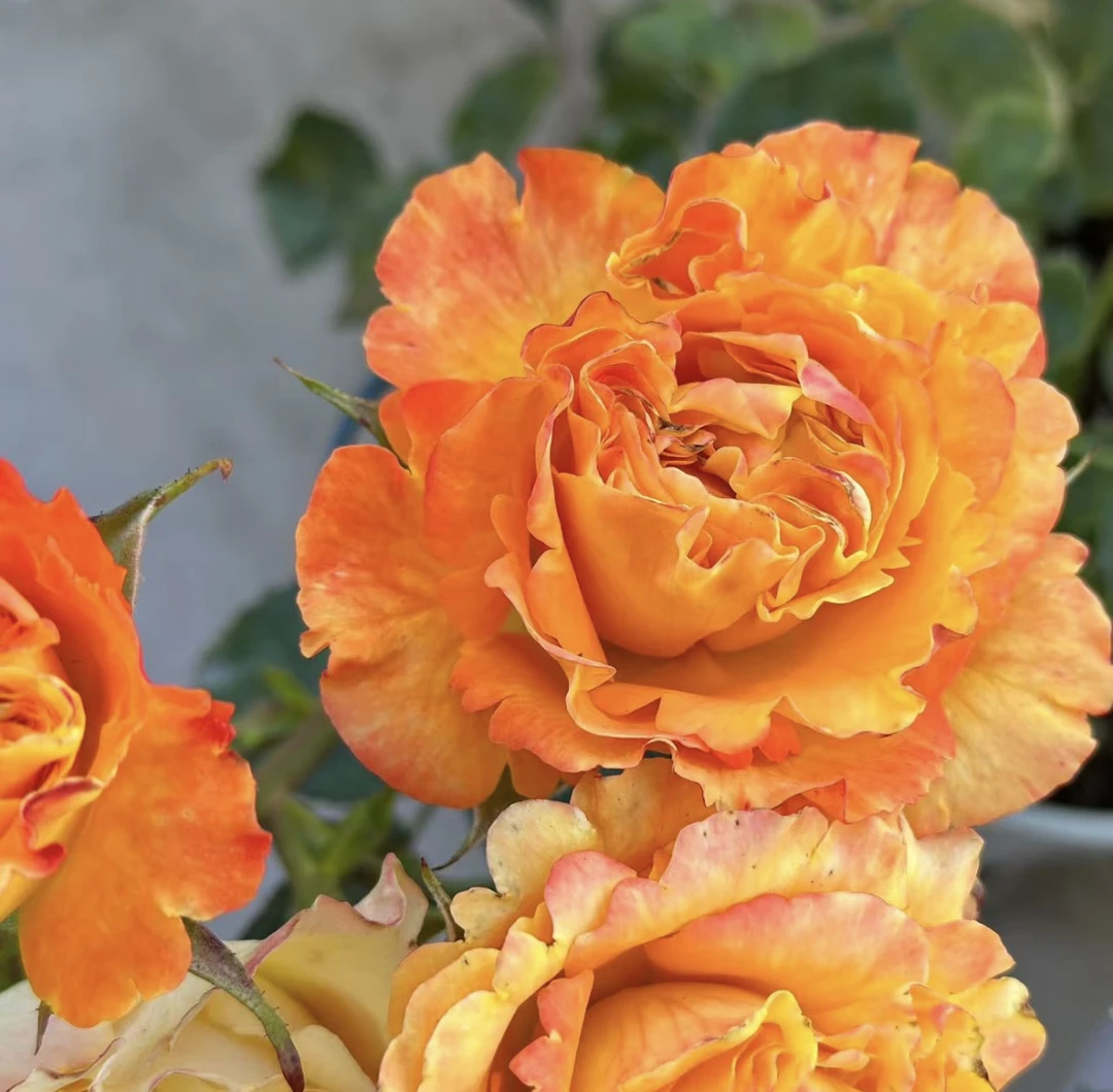 【芒果酒吧】橙黄色波浪切花浓香型玫瑰月季花扦插大苗