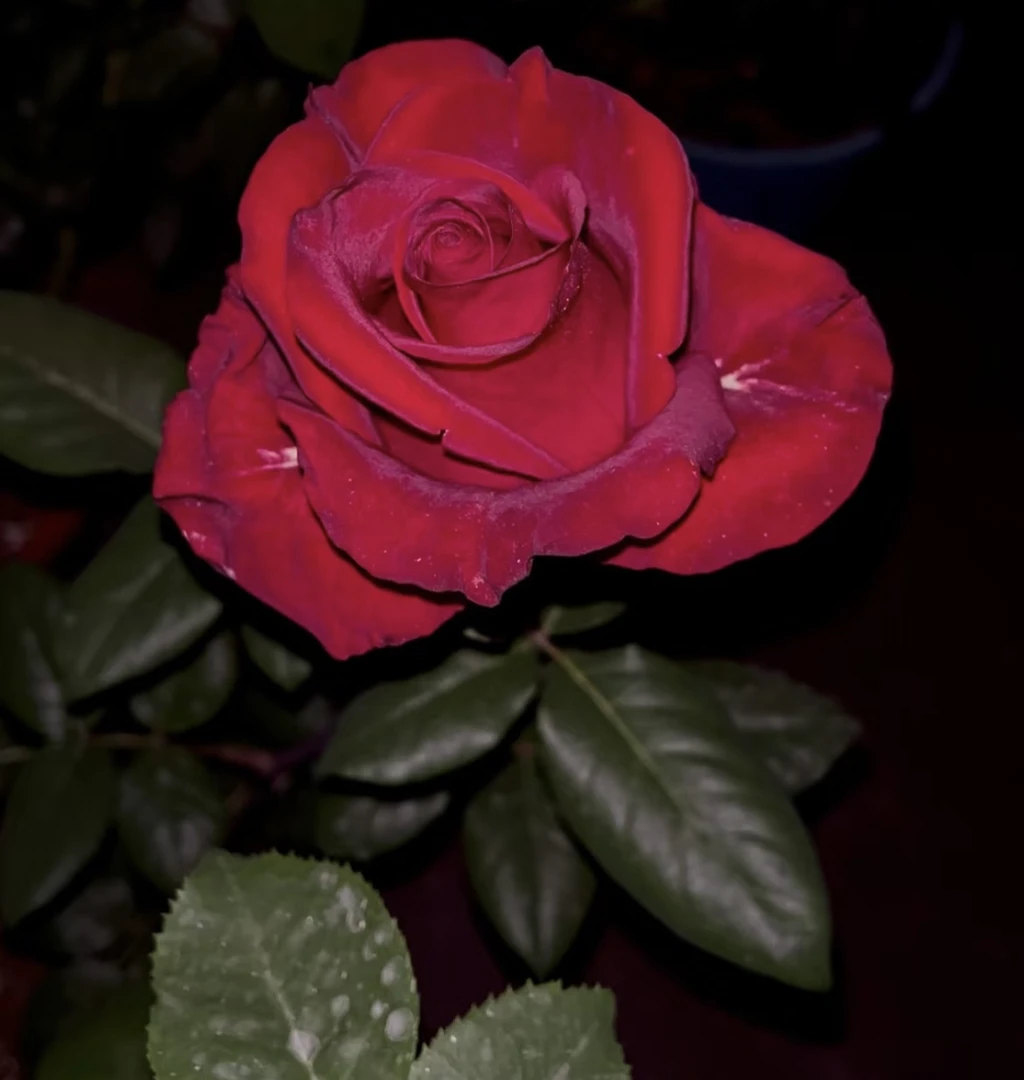 【传奇 】直立切花 耐开 抗病 耐晒 耐寒 多季开花灌木