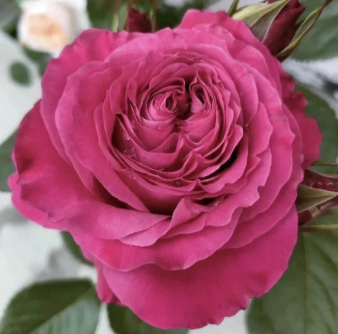 【四爱/一切为了爱 】荷兰果香大花 抗病 耐热耐开 多季灌木