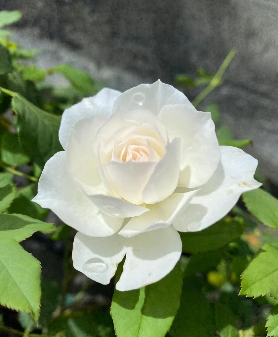 【心之水滴】丰花勤花灌木阳台月季
