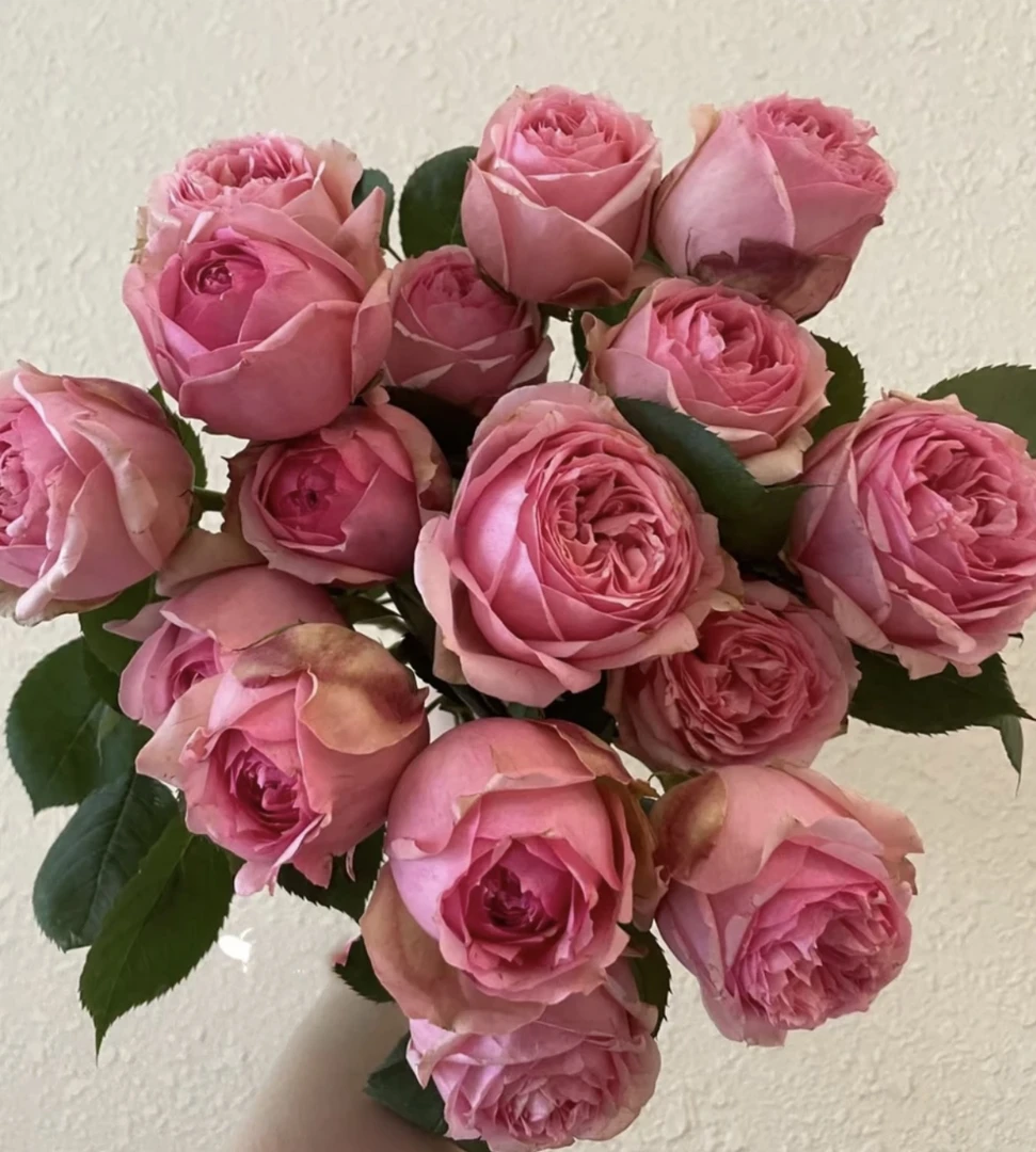 【第一夫人】大花多头勤花月季玫瑰盆栽 独颗扦插露天大苗