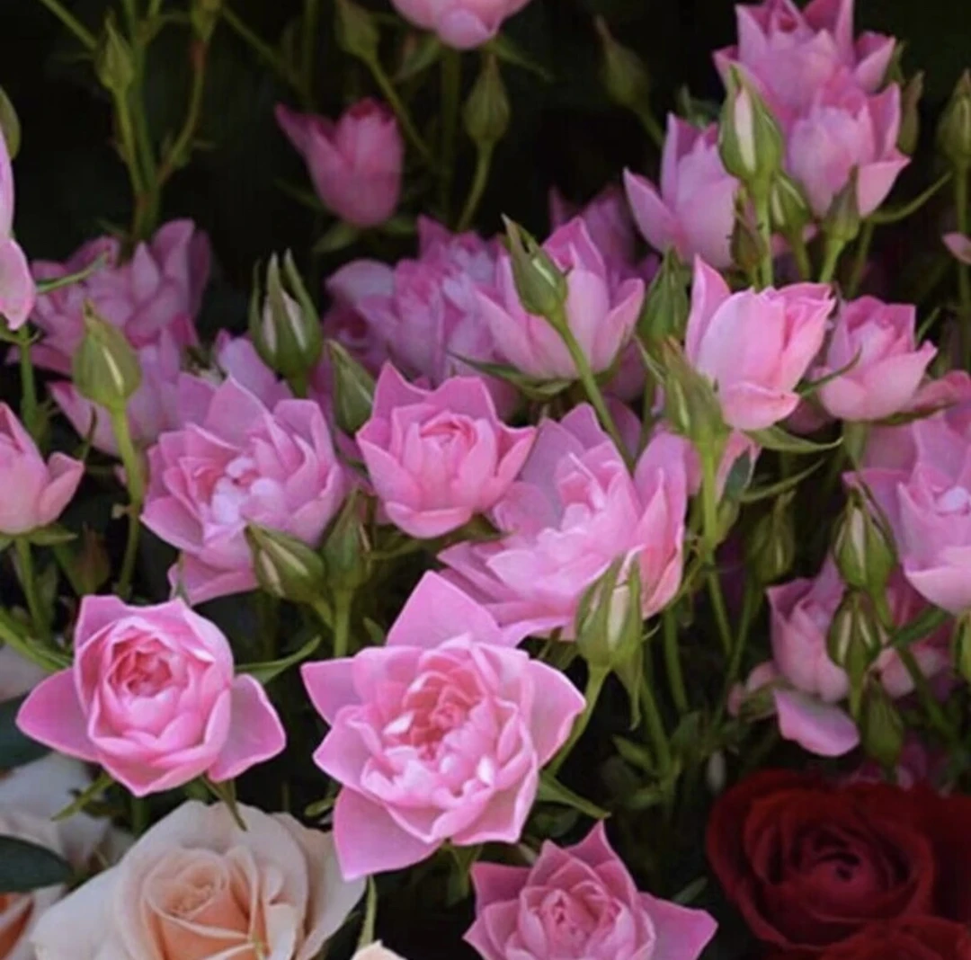 【天河繁星 】花量多四季开月季粉红色阳台庭院月季