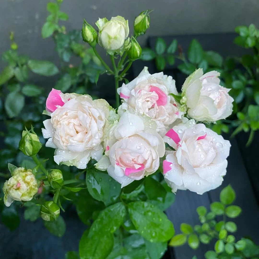 【白桃草莓冻糕】丰花勤花灌木月季