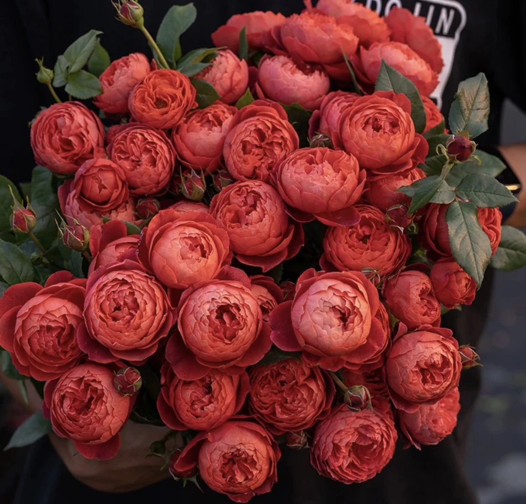 【朱砂碗 】独颗盆栽稀有橙红色 多季节灌木丰花月季