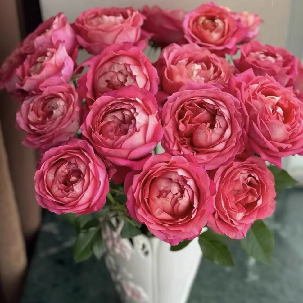 【月光美人】美人系列大花阳台庭院月季玫瑰花卉