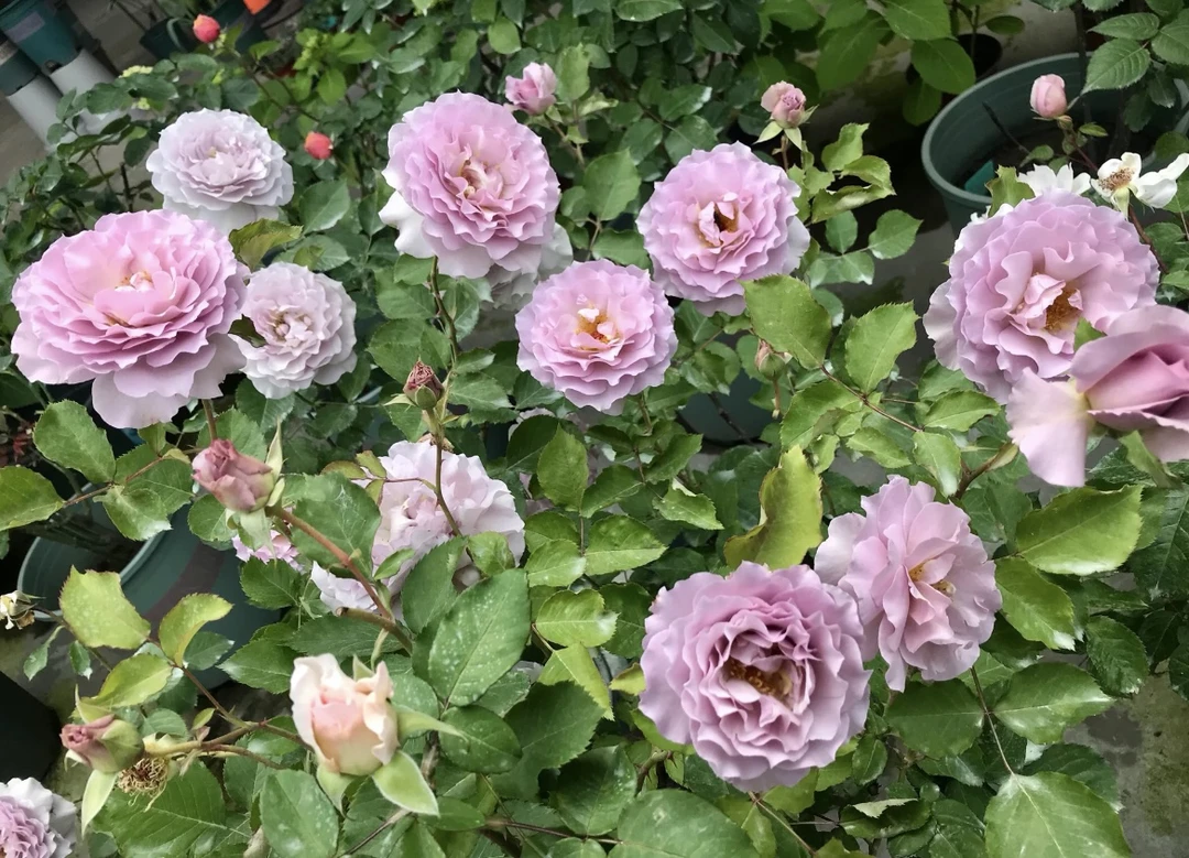 【新浪潮 】淡紫蓝色 波浪边浓香 丰花勤花灌木月季