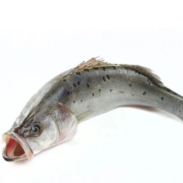 鲜活海鲈鱼 550-650g /一条鲈