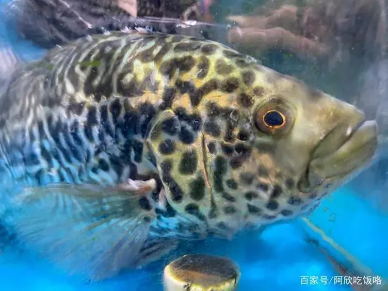 珍珠斑 550-650g/条