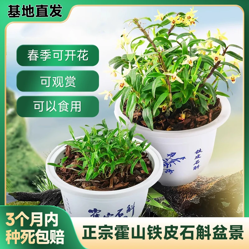 【带盆发货】霍山铁皮石斛盆景原盆已栽活可种植绿植花卉可开花