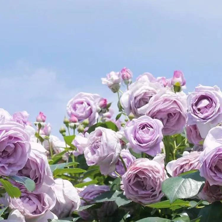 398【一物一拍】七大盆月季风花勤花长势快复花快易养活大苗