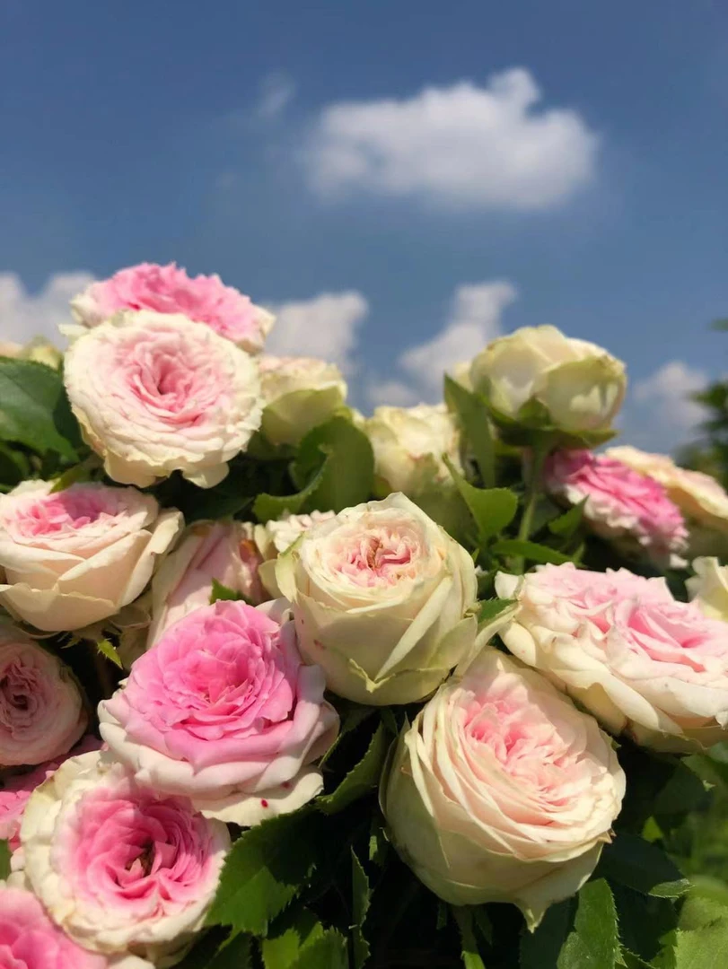 268【一物一拍】七大盆月季风花勤花长势快复花快易养活大苗