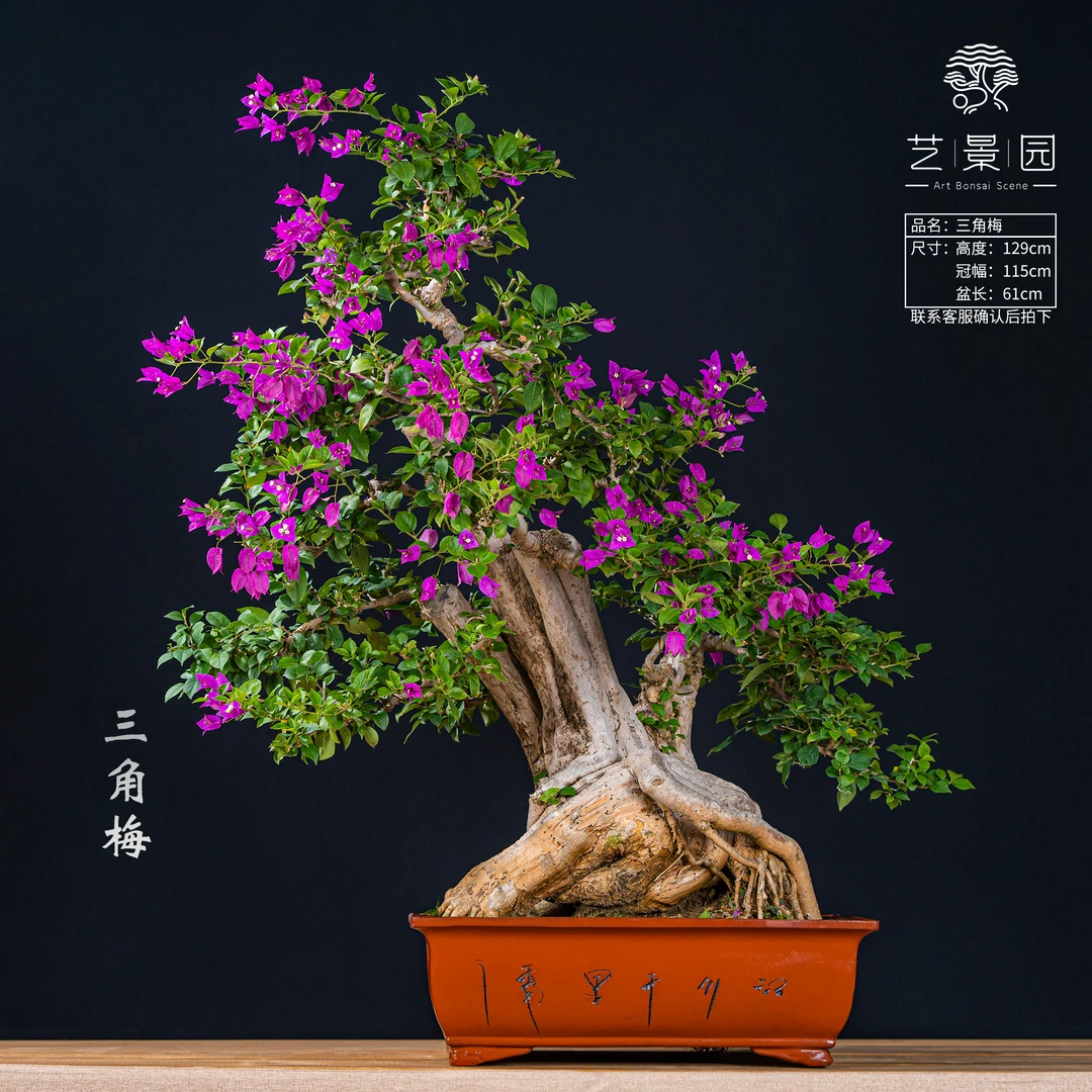【王子的花园】三角梅通用链接   室内外老桩花卉 截图为准*3280