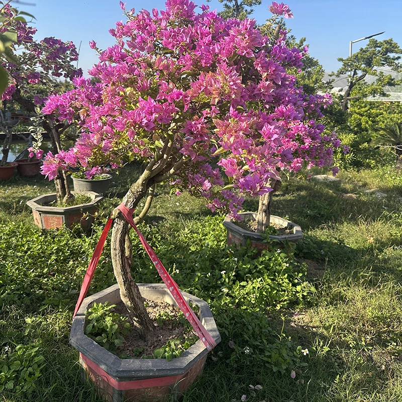 【艺景园-立娜】三角梅通用链接一物一拍 三角梅老桩截图为准（580）