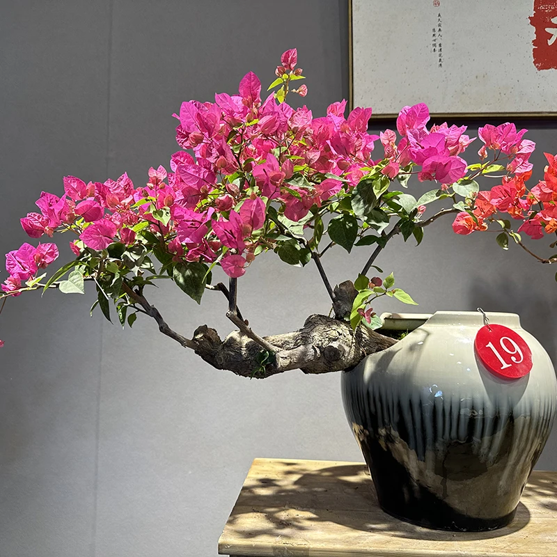 【艺景园-娜娜】三角梅通用链接一物一拍 开花绿植 截图为准(4800)