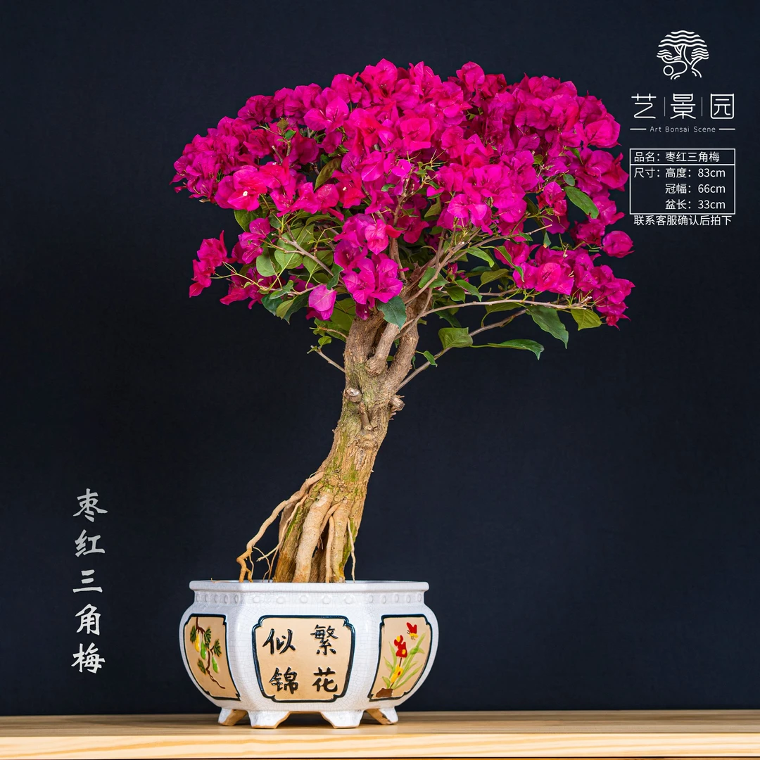 【艺景园-婷婷】三角梅通用链接一物一拍 勤花 直播间截图为准（880）