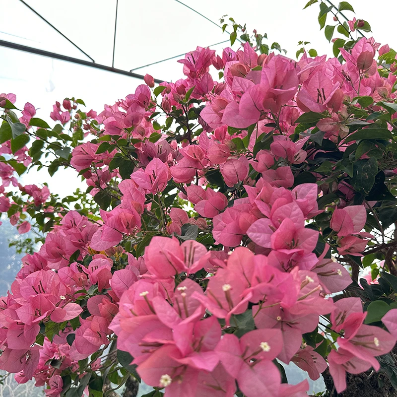 【艺景园-娜娜】三角梅通用链接一物一拍 开花花卉截图为准（1280）