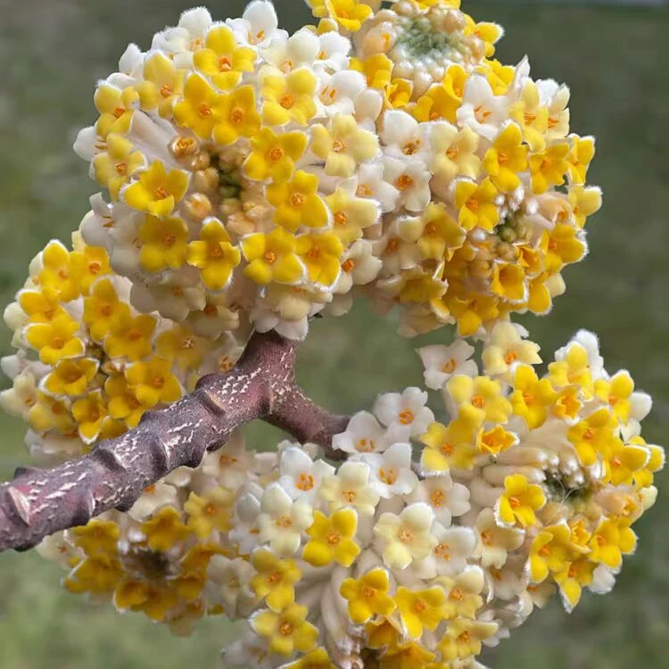 结香花苗丛生结香大苗耐寒浓香花卉植物庭院绿化喜花打结花梦冬花