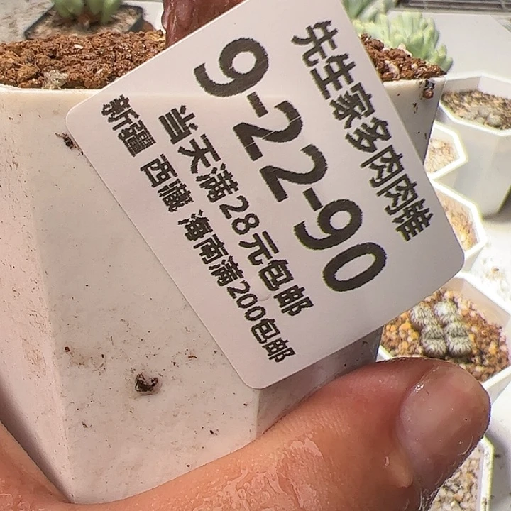 美丽的肉肉肉肉肉