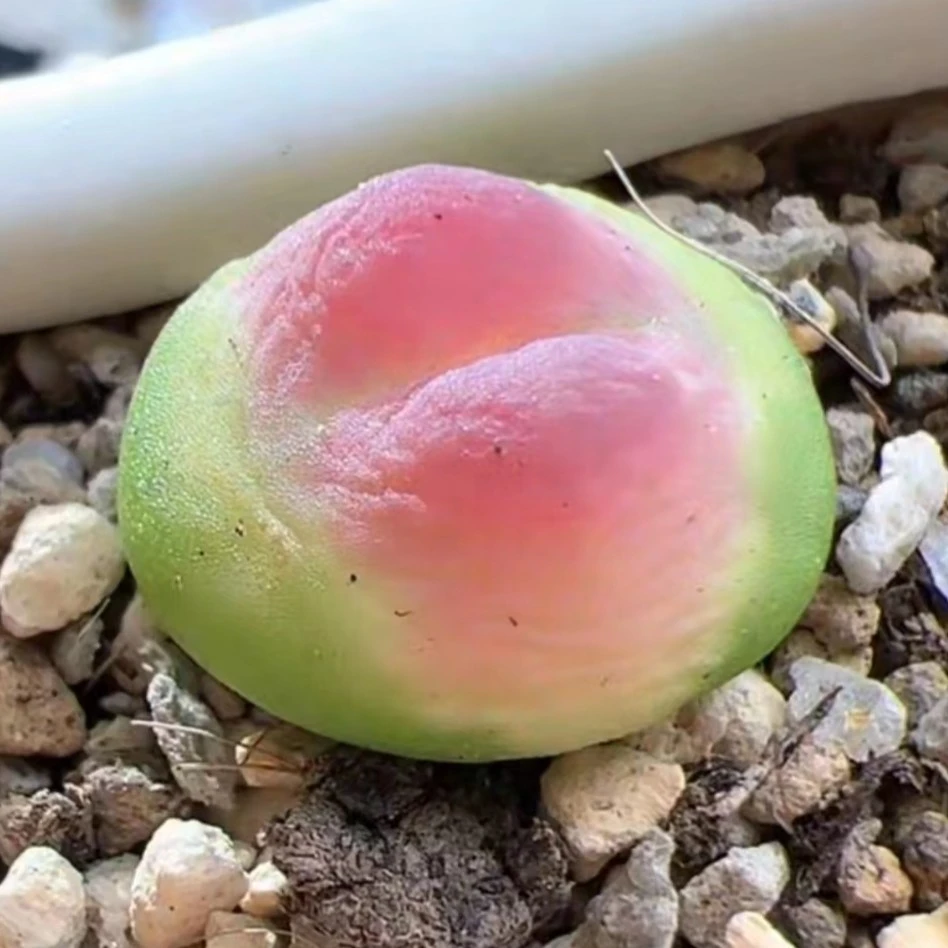 3.22先生家多肉  满28元有效  福利奖品需当天截图客服有效