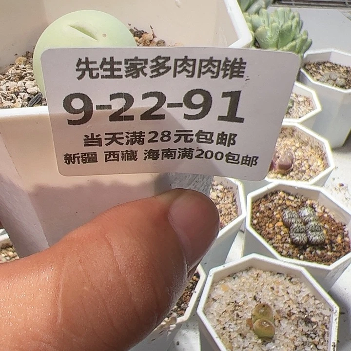 美丽的肉肉肉肉肉