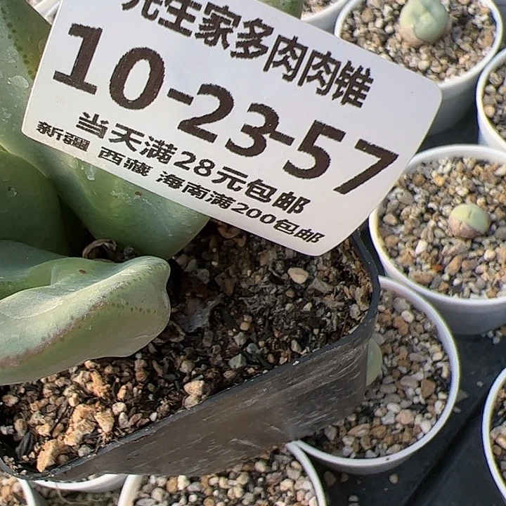 美丽的肉肉肉肉肉