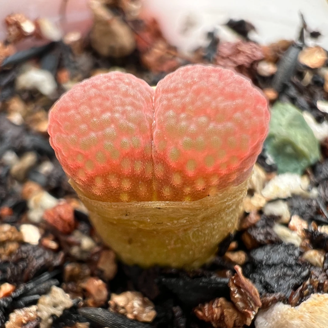 先生家多肉  满28元有效  福利奖品需当天截图客服有效