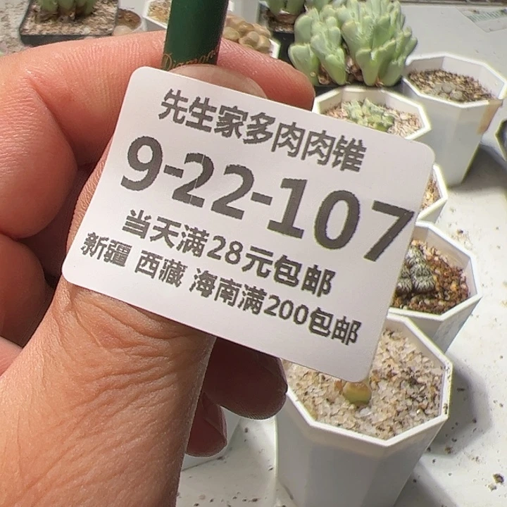 美丽的肉肉肉肉肉肉肉