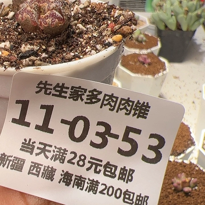 美丽的肉肉肉肉肉肉