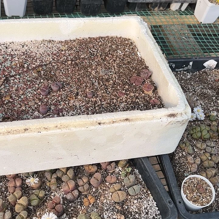 牛**作美丽的肉肉肉肉肉