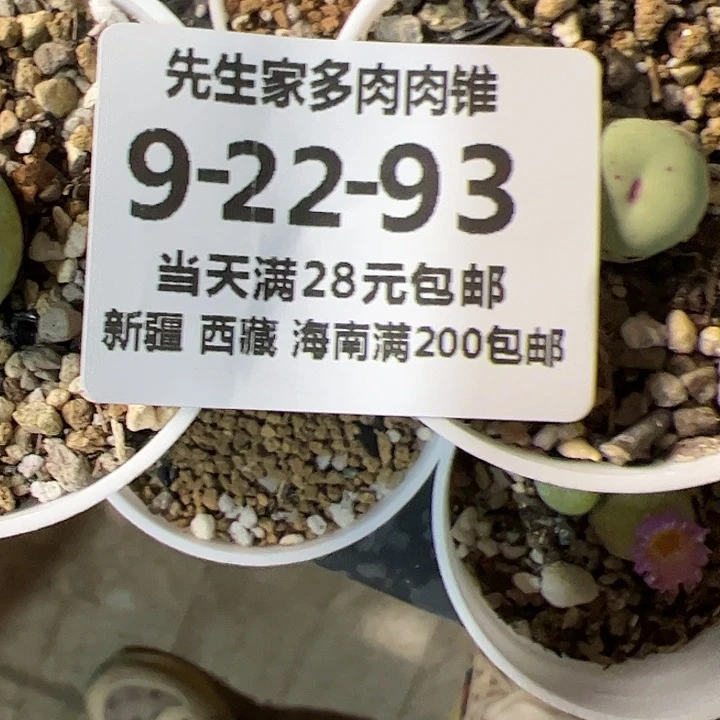 美丽的肉肉肉肉肉