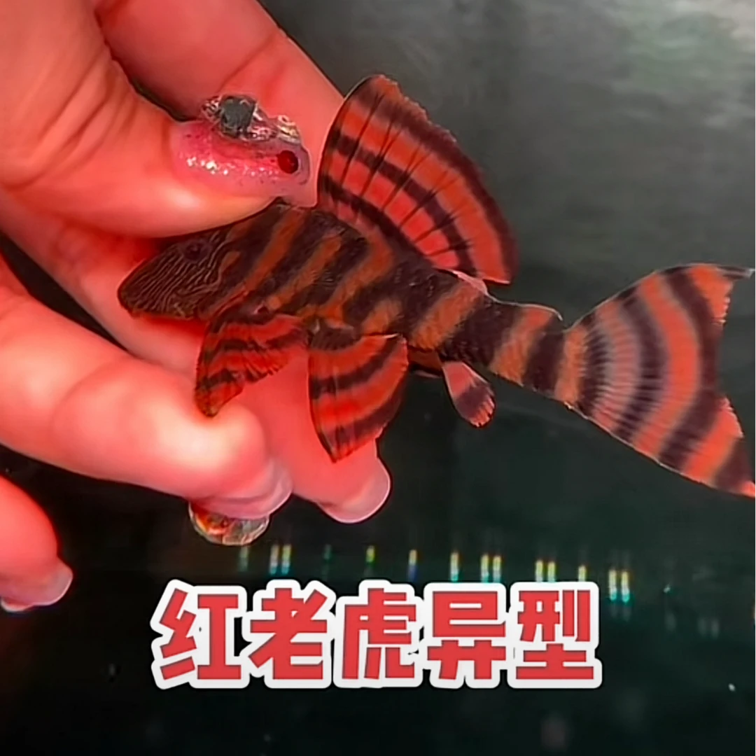 l397红老虎异形鱼清洁鱼淡水鱼热带鱼