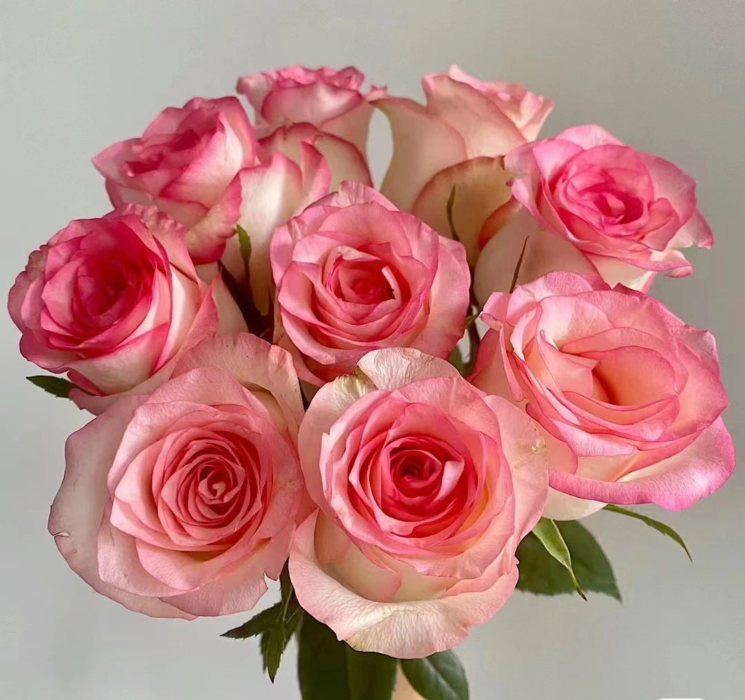 【艾莎】云南鲜花基地直发 艾莎香槟 卡布奇诺高原红洋桔梗鲜花包邮