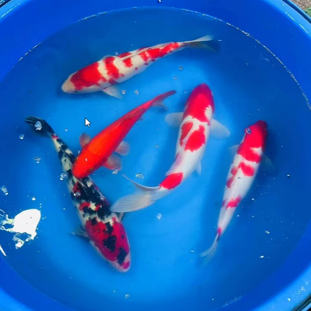 红白大正各种锦鲤（不包邮）