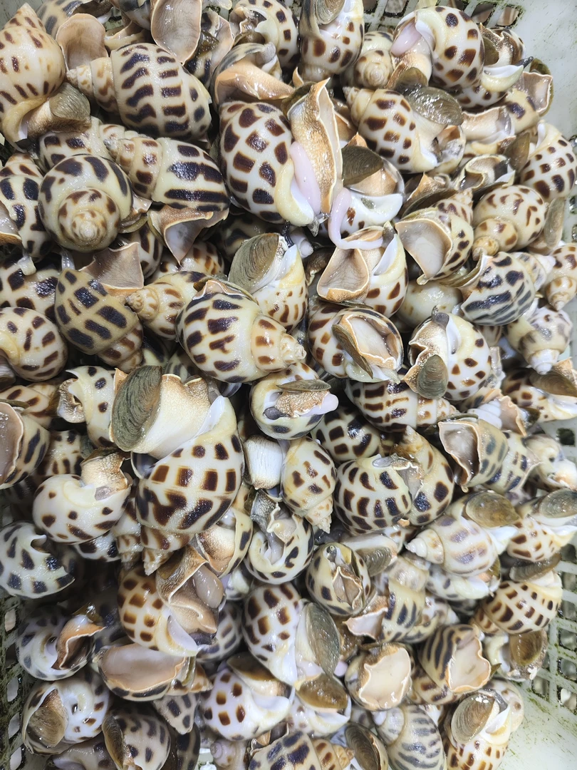 鲜活花螺 500g/份