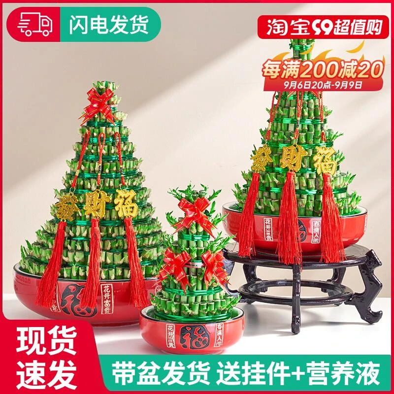 节节高富贵竹水培室内盆栽花卉植物竹塔转运发财竹办公室净化空气