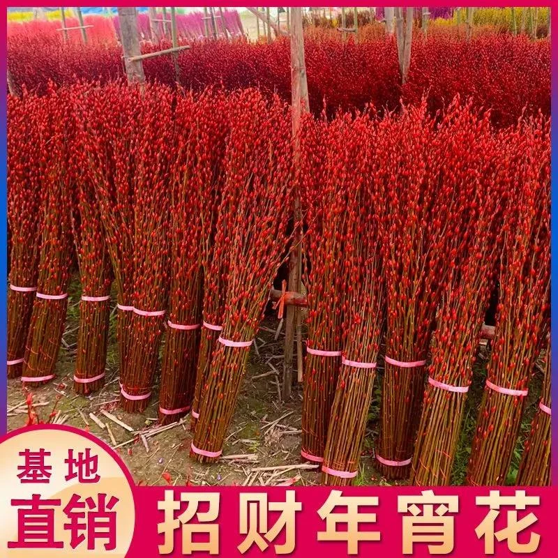 【春节年宵花】银柳彩色银柳鲜枝真花年宵花卉冬季喜庆家居耐寒